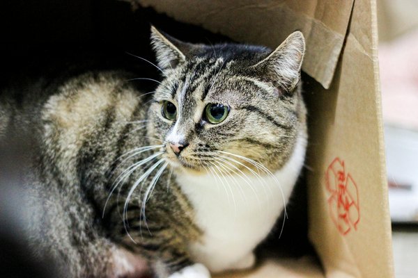 Bonus Fără Depunere La Sloturi Temple – în România Play for Real