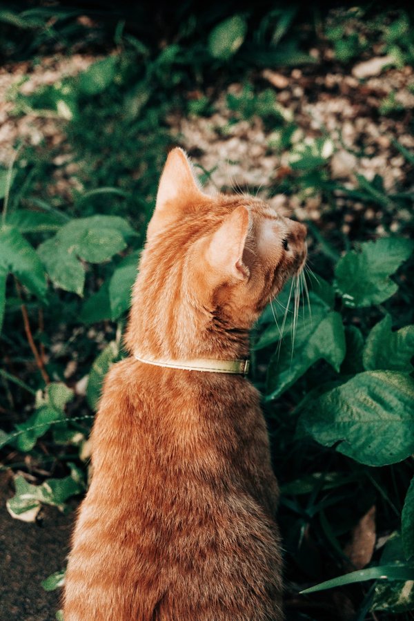 In che modo un giardino d'inverno può essere integrato in una casa in stile rustico?