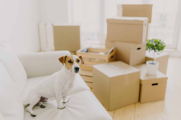 In che modo un sistema di gestione attiva della sospensione può influenzare il comfort su strade dissestate?